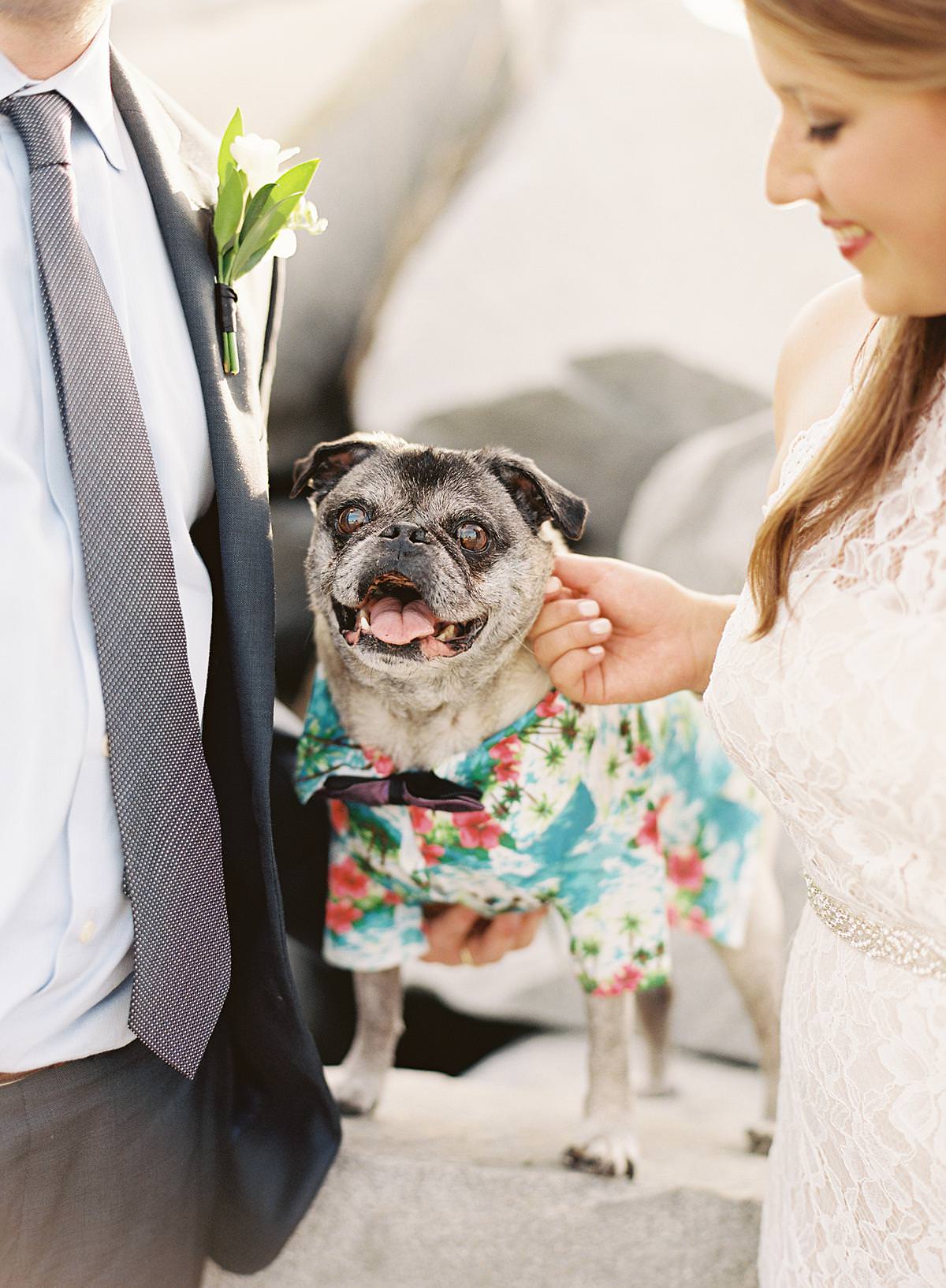 wedding dog in hawaiian shirt